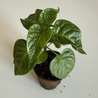Plant Habanero Chocolate, jeune plant en godet