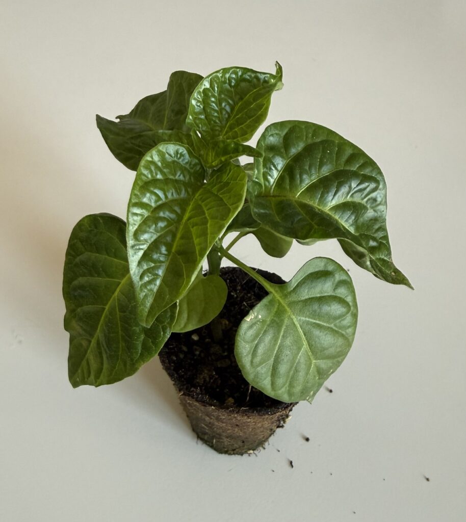 Plant Habanero Chocolate, jeune plant en godet